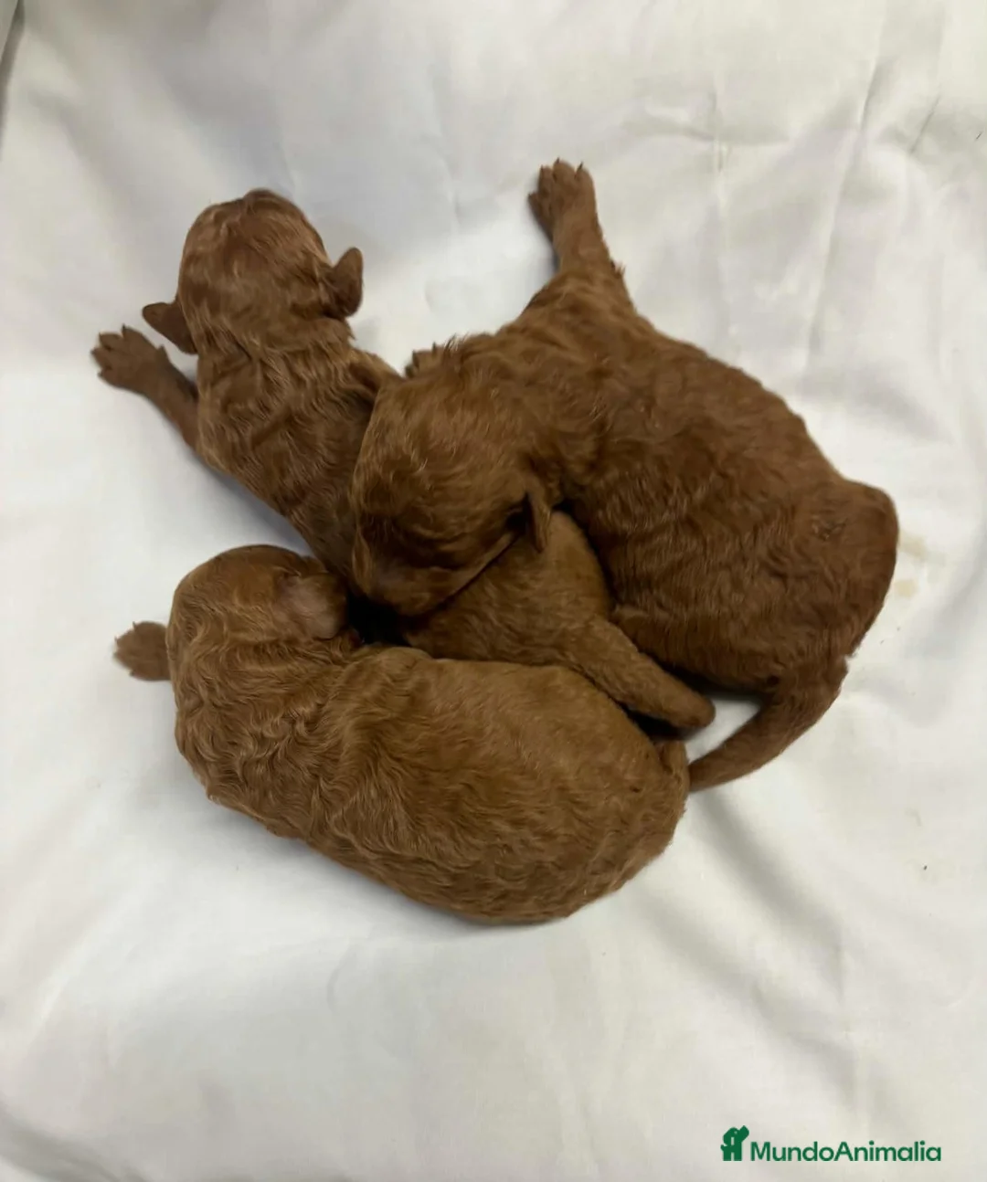 Caniche Toy perros en venta: Caniche toy en Segovia - Anuncio 2