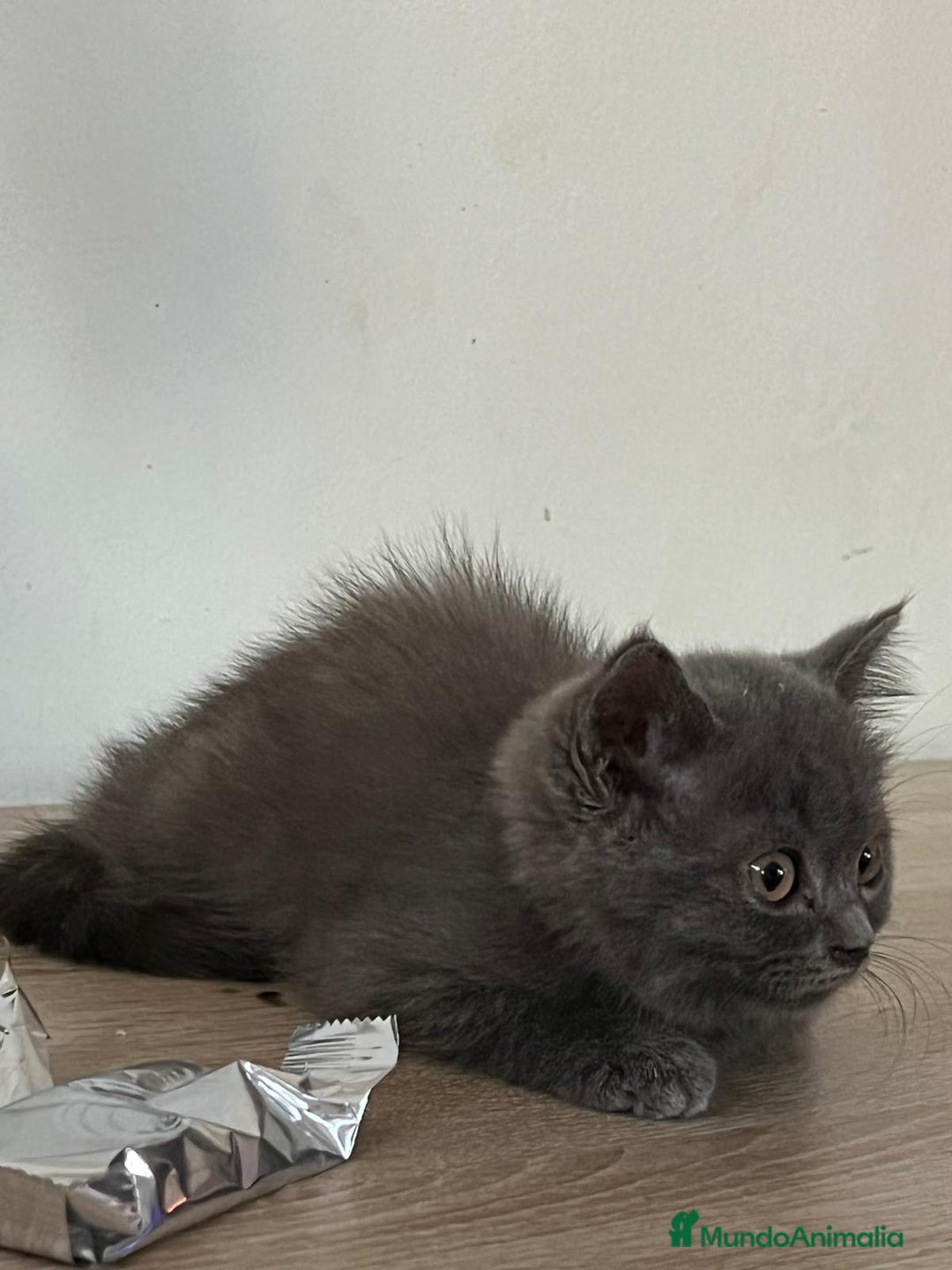 Británico de Pelo Largo gatos en venta: Pelo largo , british  - Anuncio 3