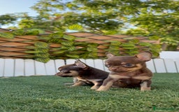 Chihuahua perros en venta: CHIHUAHUA MACHO - Imagen 10
