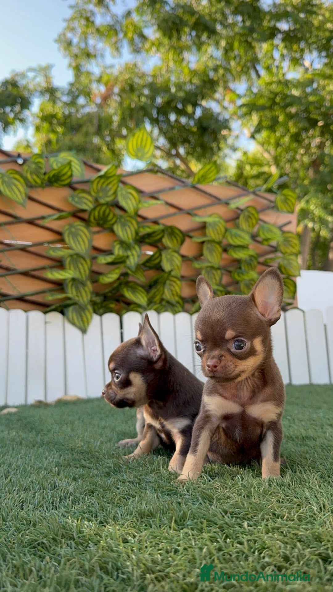 Chihuahua perros en venta: CHIHUAHUA MACHO - Imagen 10