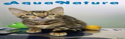 Bengalí gatos en venta: Bengali Hembra de Bengala y Marbel 1888 AQUANATURA - Anuncio 5