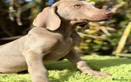 Weimaraner perros en venta: WEIMANARER DISPONIBLES - Anuncio 3