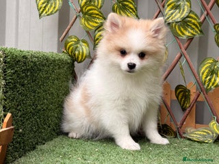 Pomerania perros Pomeranian toy - Anuncio 12