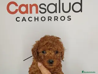 Caniche Toy perros Caniche Toy rojo pimenton - Anuncio 1