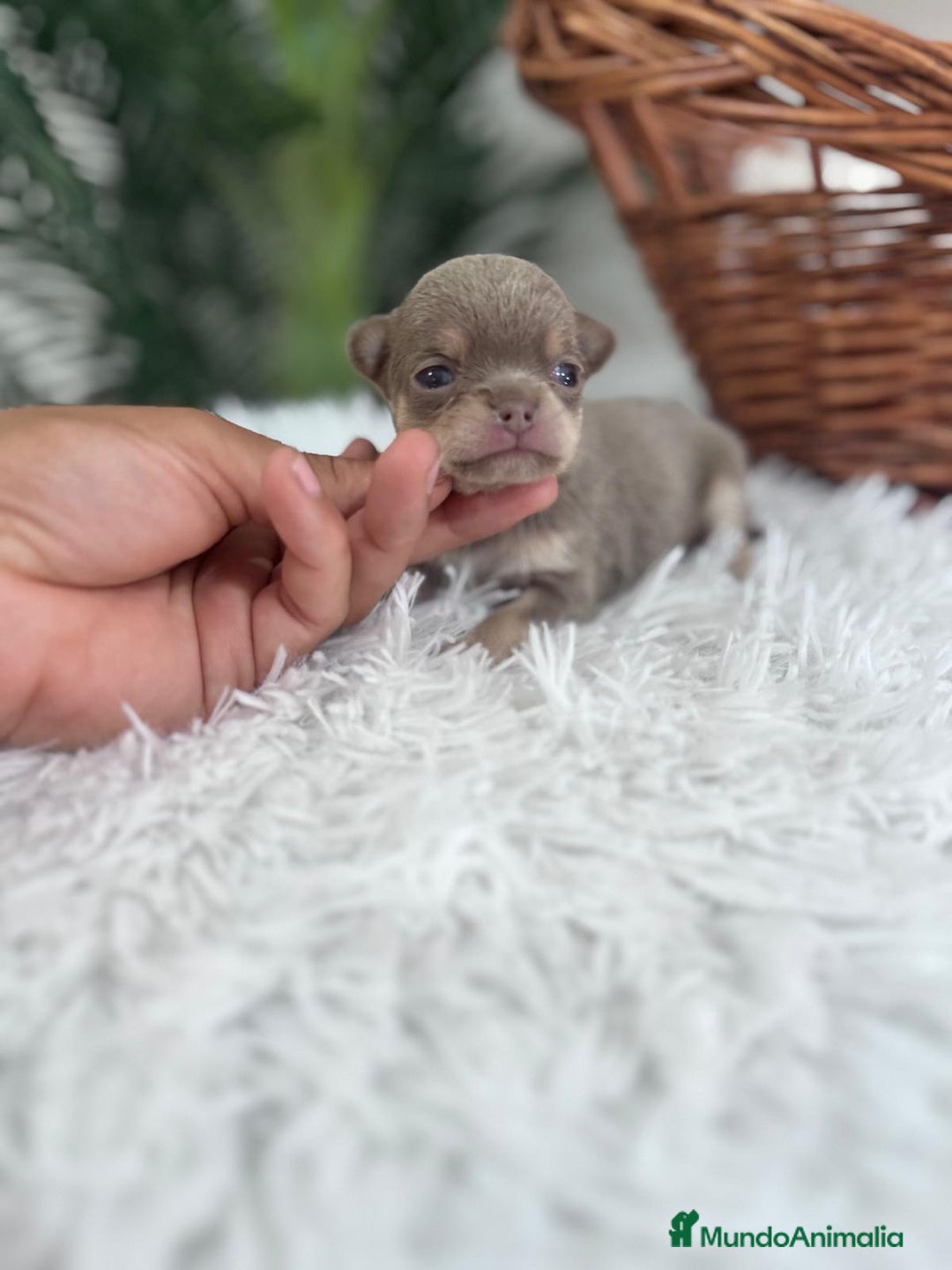Chihuahua perros en venta: CHIHUAHU LILAC AND TAN - Imagen 5
