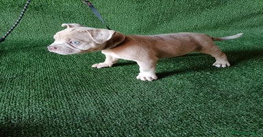 American Bully perros - Anuncio 12