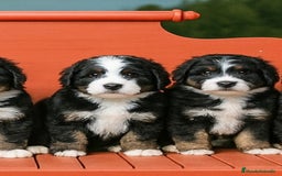 Raza Mixta perros en venta: Berna Doodle únicos en España  - Imagen 7