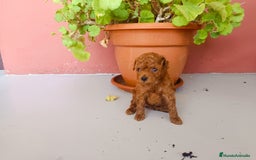 Caniche Toy perros en venta: Caniche toy - Imagen 6
