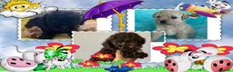 Caniche Toy perros en venta: OPORTUNIDAD!! CANICHE TOY - Anuncio 1