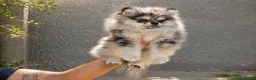 Pomerania perros en venta: Pomerania  - Anuncio 1