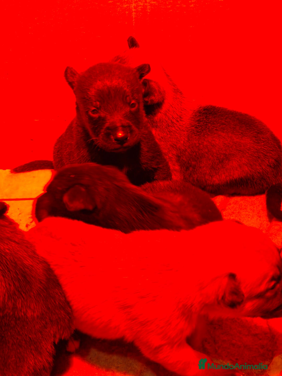 Pastor Belga Malinois perros en venta: Pastor belga malinois - Anuncio 4