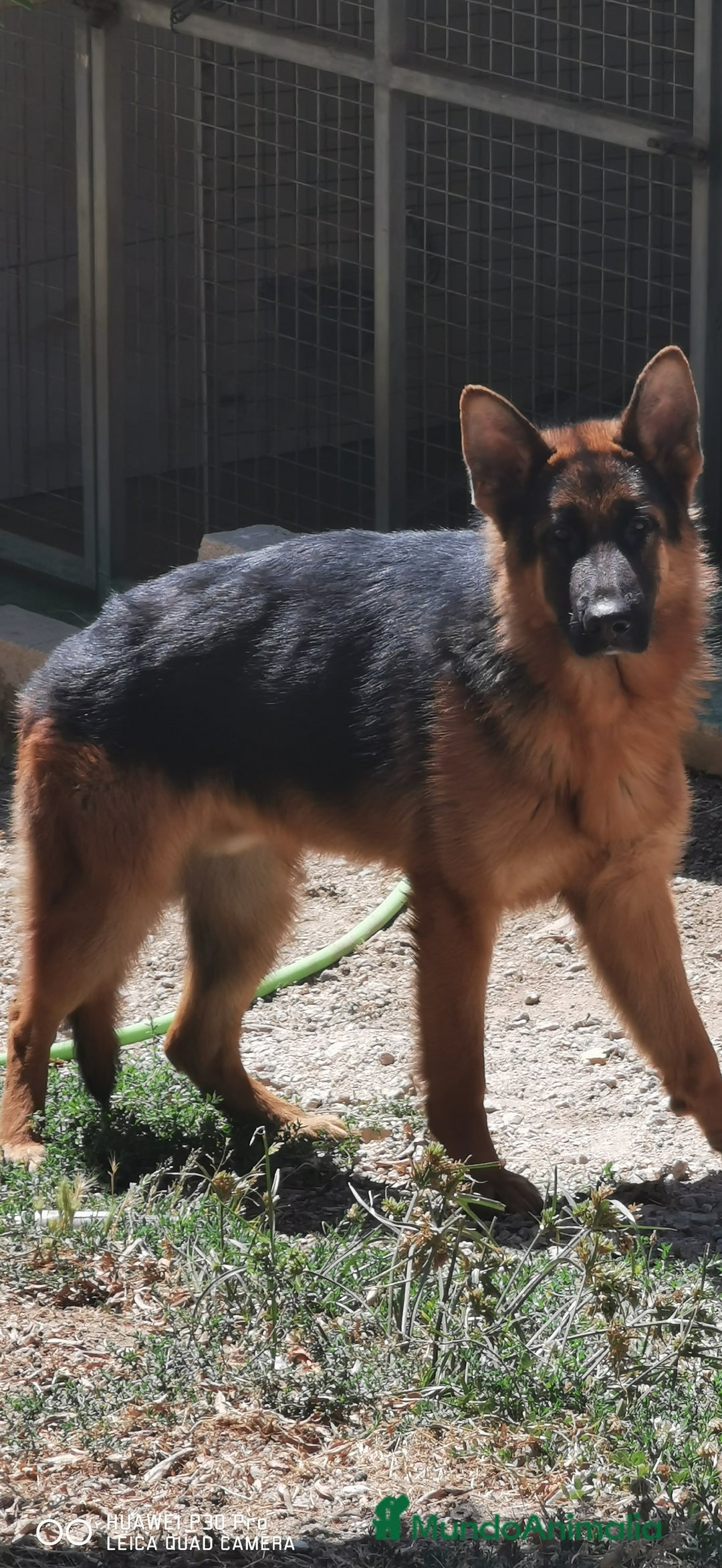 Pastor Alemán perros en venta: Cachorro pastor alemán  en Pontevedra - Imagen 13