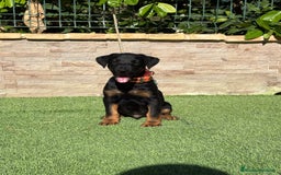 Terrier Alemán de Caza perros en venta: Cachorro Jagd terrier  - Imagen 3