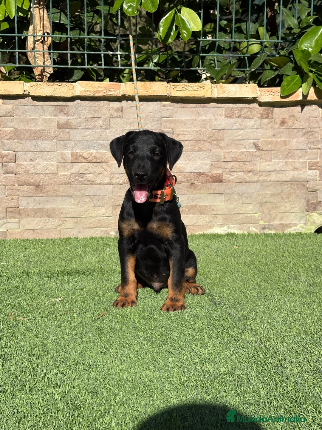 Terrier Alemán de Caza perros en venta: Cachorro Jagd terrier  - Imagen 3