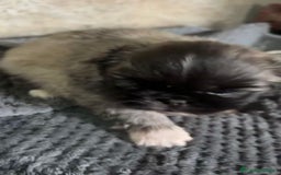 Shih Tzu perros en venta: Shih tzu - Imagen 2