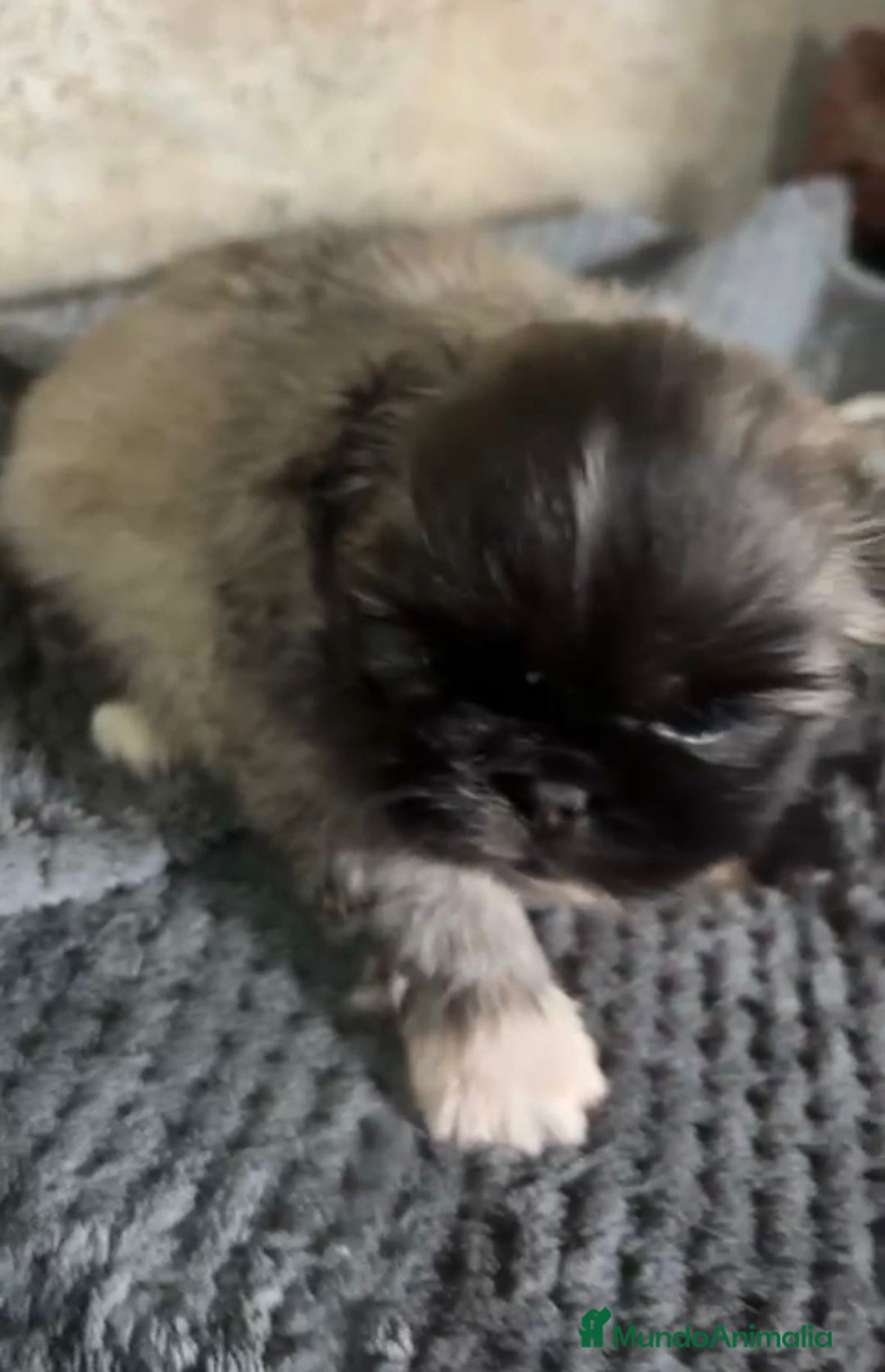 Shih Tzu perros en venta: Shih tzu - Imagen 2