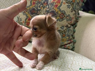 Chihuahua perros Hembra chihuahua toy chocolate pelo largo - Anuncio 1