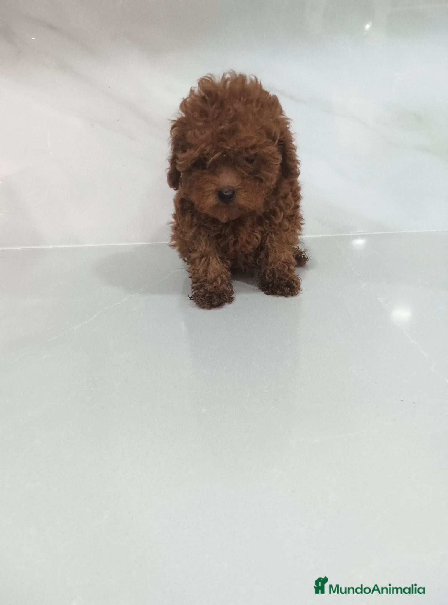 Caniche Toy perros CANICHE TOY - Anuncio 2