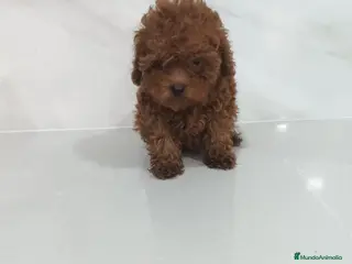 Caniche Toy perros CANICHE TOY - Anuncio 2
