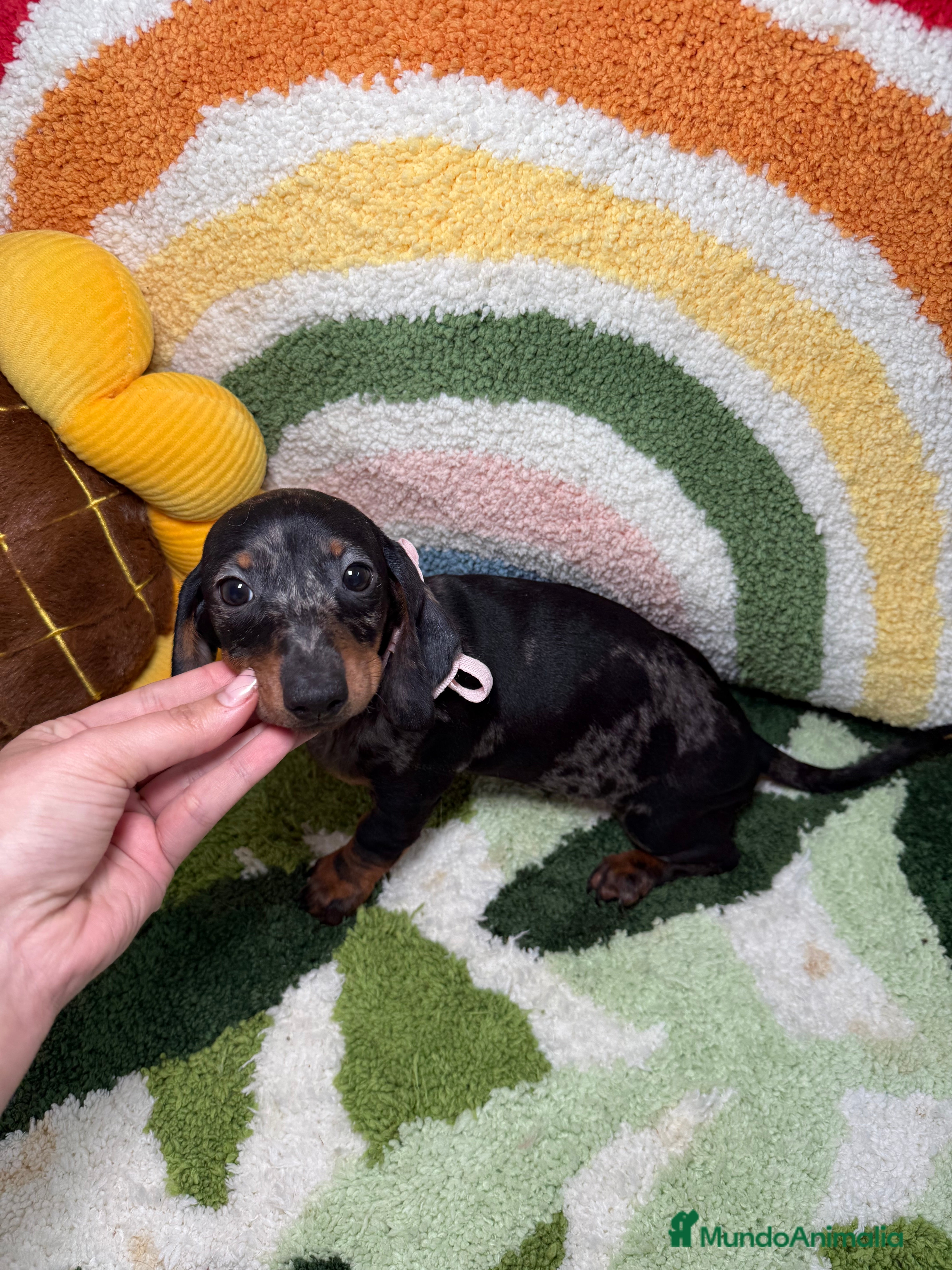 Teckel Miniatura perros Teckel Kaninchen Hembra Arlequin - Anuncio 1