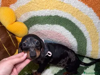 Teckel Miniatura perros Teckel Kaninchen Hembra Arlequin - Anuncio 1