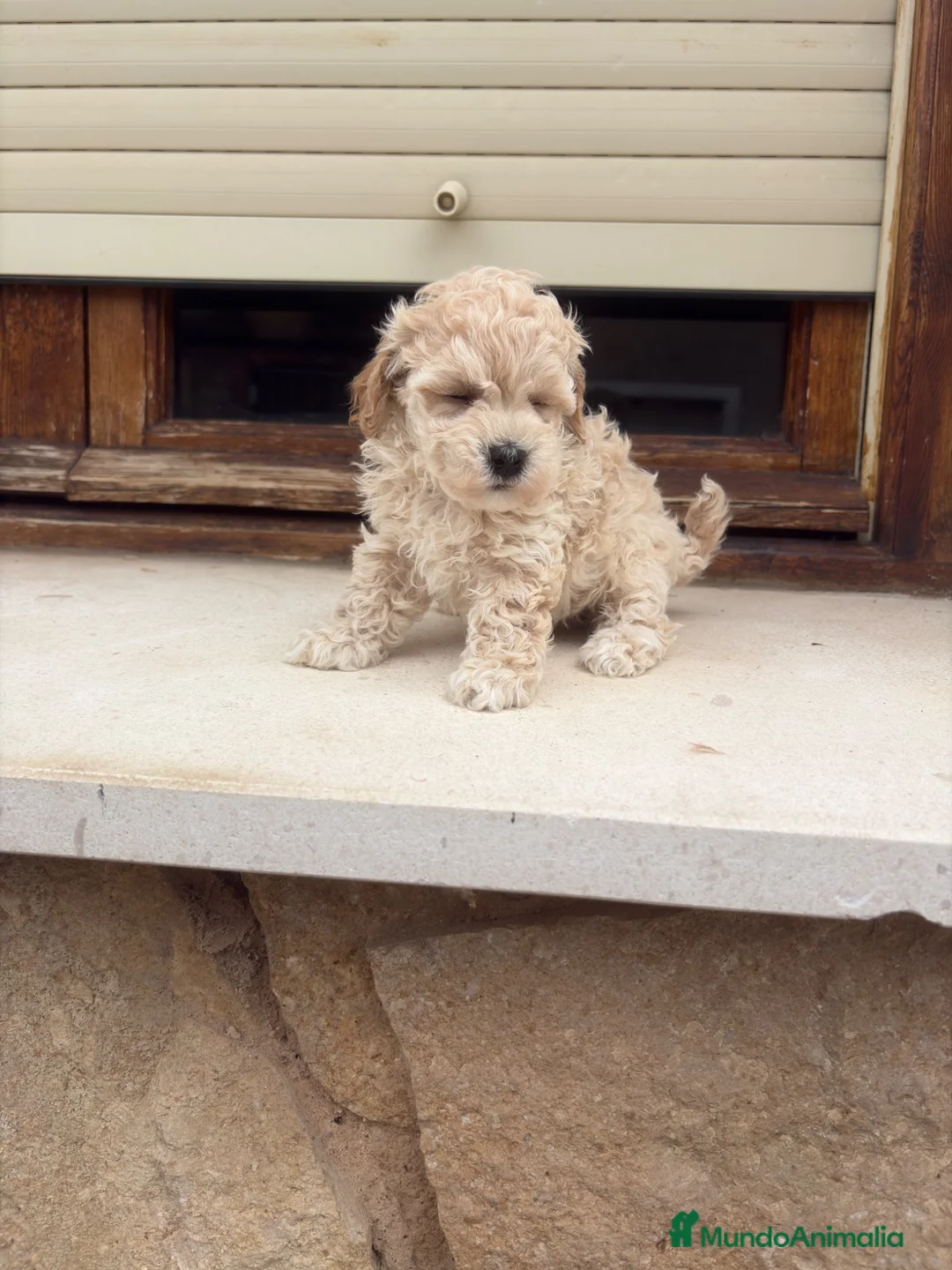 Maltipoo perros en venta: Maltipoo - Anuncio 7