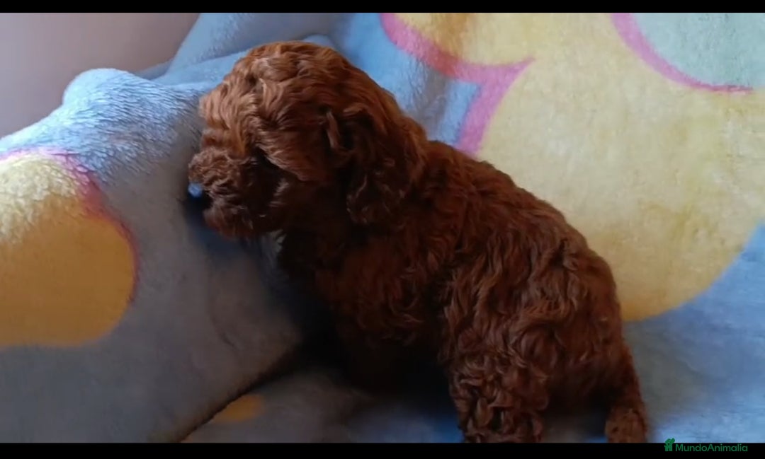 Caniche Enano perros en venta: Caniche Macho - Anuncio 3