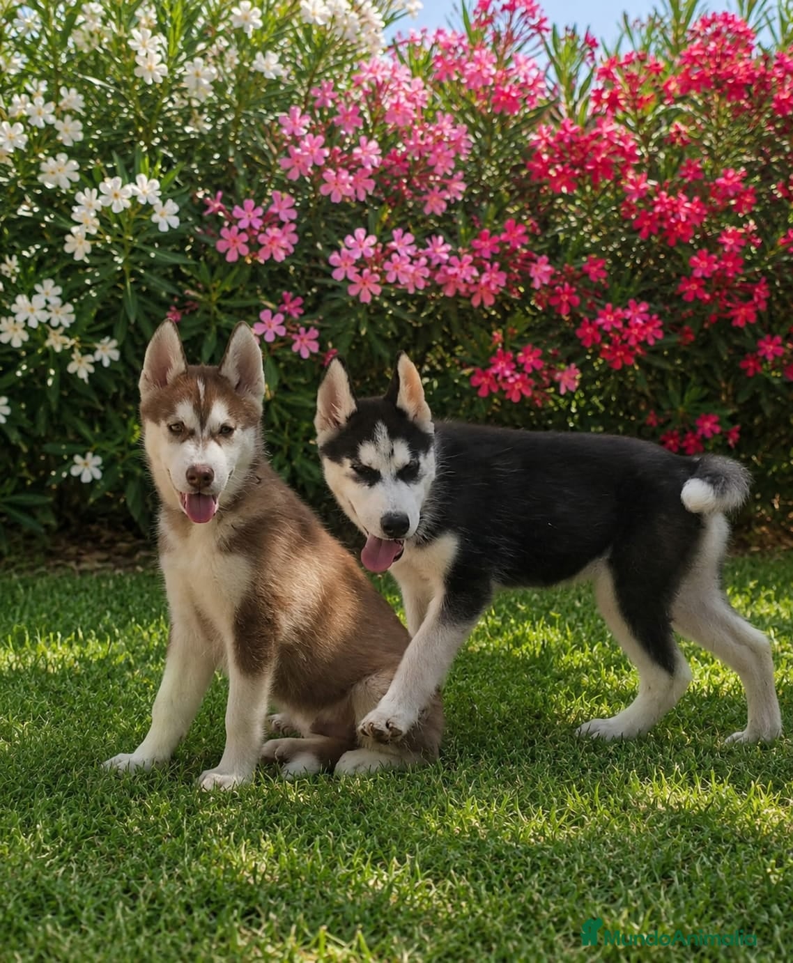 Husky Siberiano perros Husky siberiano  - Anuncio 6