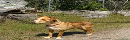 Raza Mixta perros en adopcion: ZAPE busca hogar - Anuncio 3