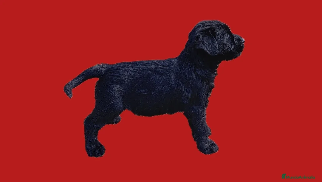 Schnauzer Gigante perros en venta: Schnauzer gigante  - Anuncio 5