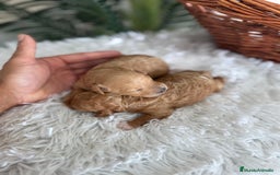 Caniche Toy perros en venta: CANICHE TOY HEMBRA - Imagen 10