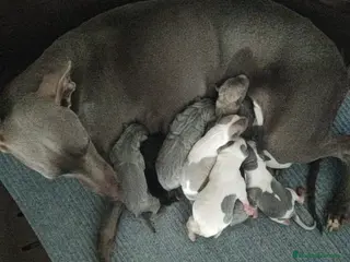 Whippet perros WHIPPET EXÓTICOS - Anuncio 1