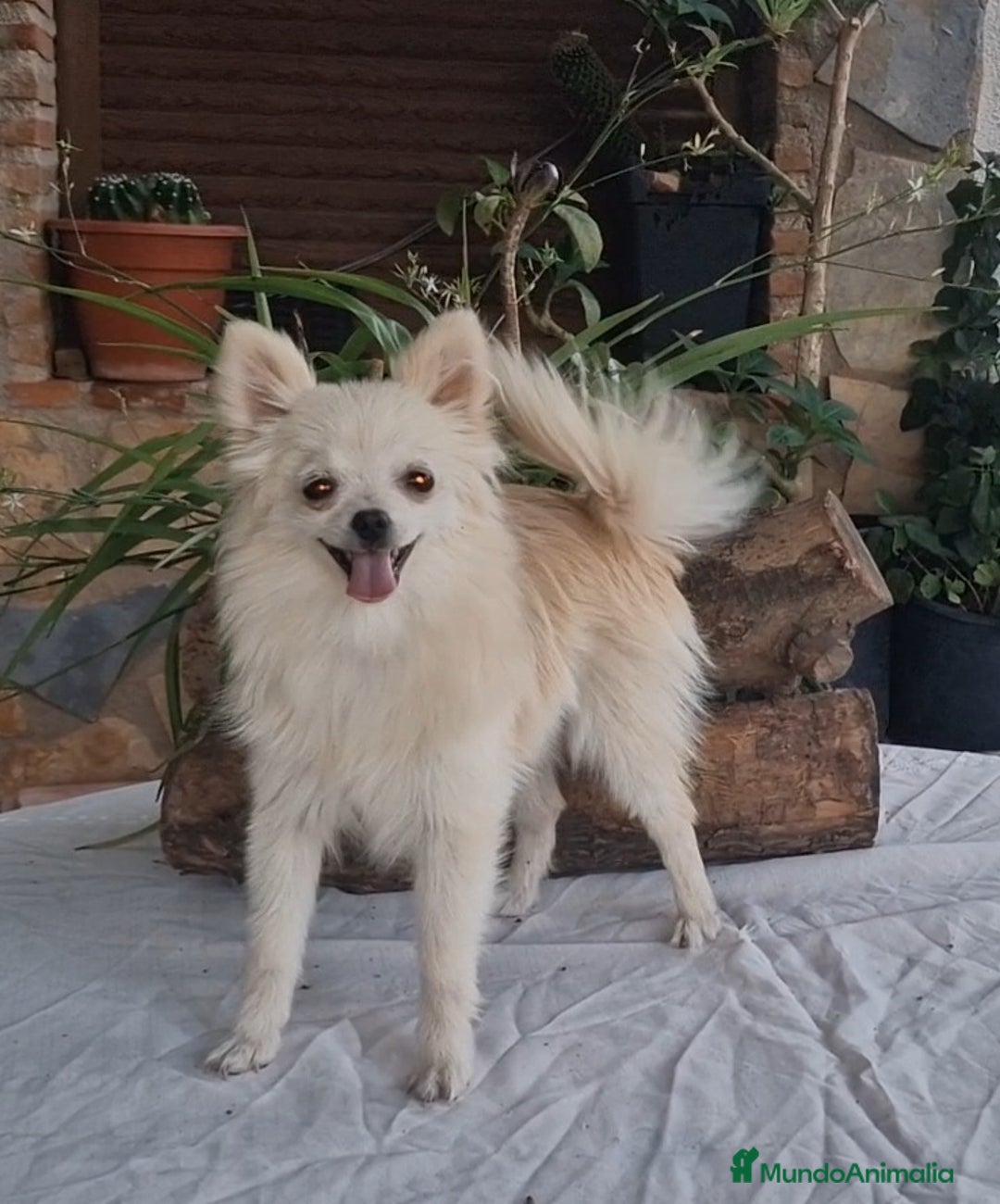 Pomerania perros en venta: Hembra pomerania toy adopción  - Imagen 5