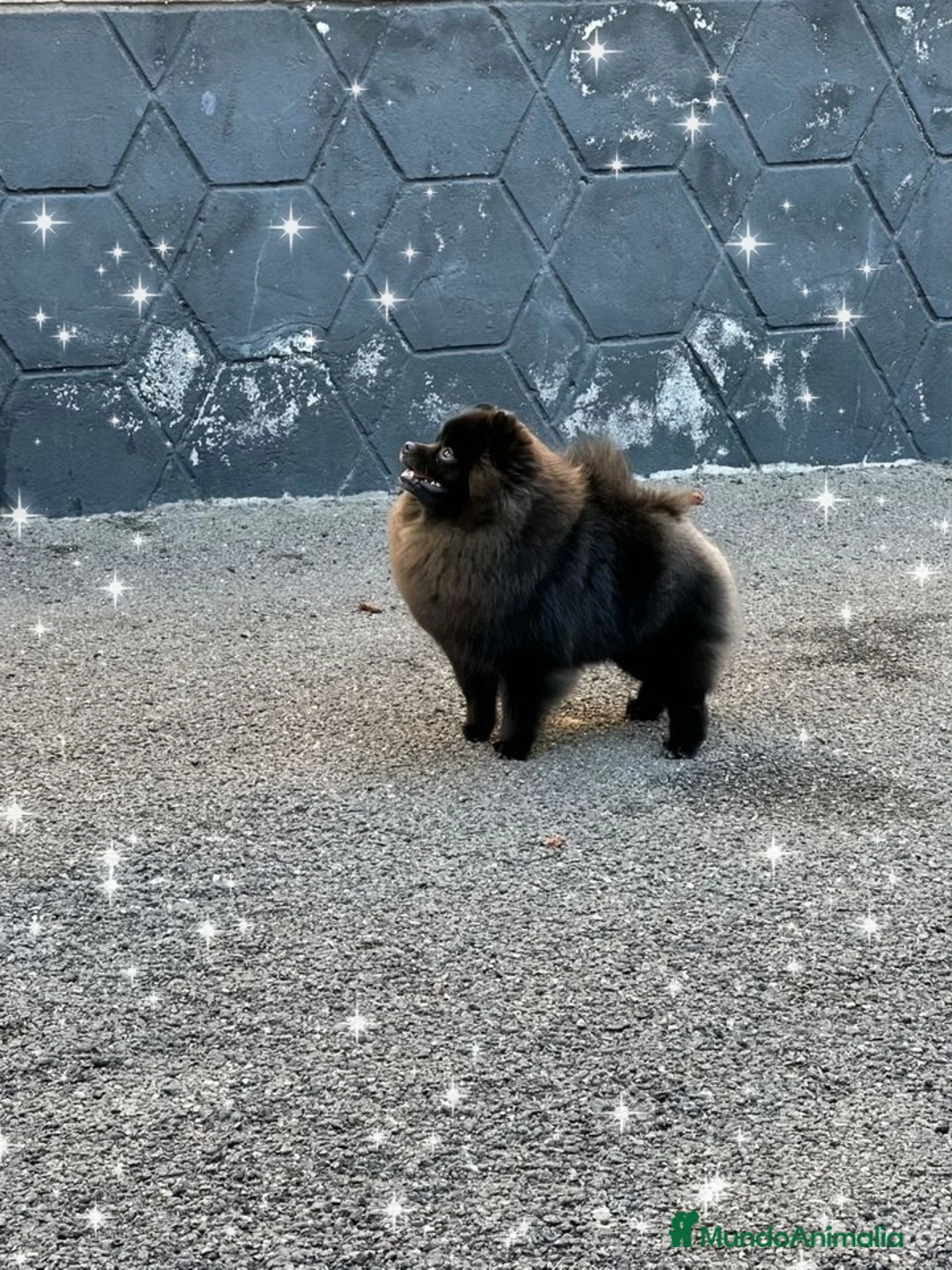 Pomerania perros en venta: Macho POMERANIA negro  - Anuncio 1