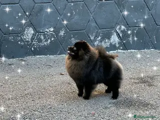 Pomerania perros Macho POMERANIA negro - Anuncio 1
