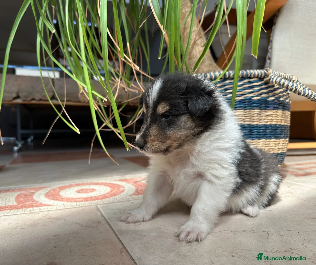 Collie de Pelo Largo perros en venta: Camada de rough collie - Anuncio 2