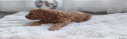 Caniche Toy perros en venta: Excelentes cachorros de caniches  en Zaragoza - Anuncio 6