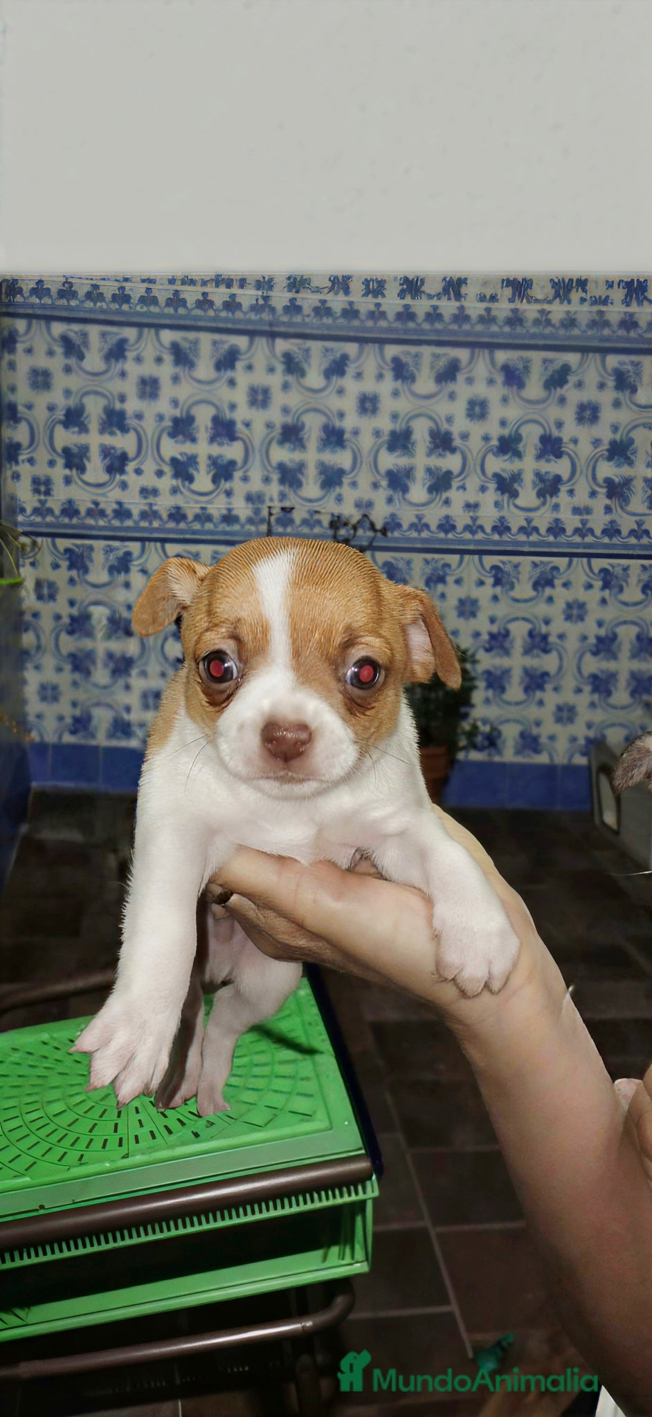 Chihuahua perros Chihuahua línea rusa - Anuncio 1