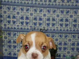 Chihuahua perros Chihuahua línea rusa - Anuncio 1