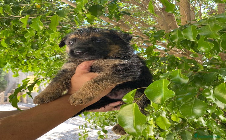 Pastor Alemán perros en venta - Propaganda 1