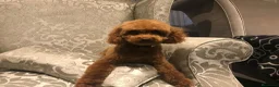 Caniche Toy perros en venta: caniche toy  en Valencia - Anuncio 6