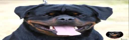 Rottweiler perros en venta: EXCLUSIVA CAMADA EN ESPAÑA - Anuncio 2