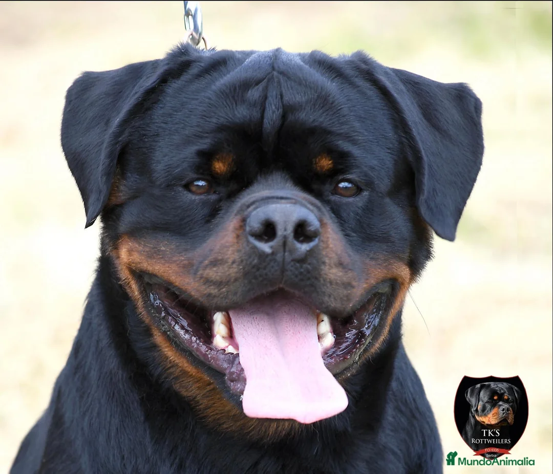 Rottweiler perros en venta: EXCLUSIVA CAMADA EN ESPAÑA - Anuncio 2