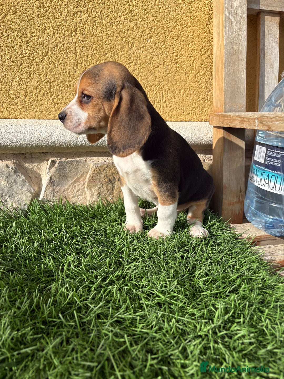 Beagle perros en venta: Beagle cachorro macho línea francesa  - Anuncio 18