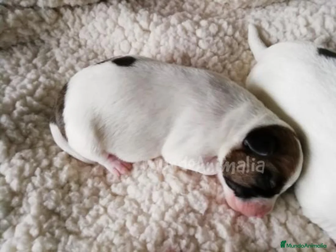 Imagen de galería {{count}}