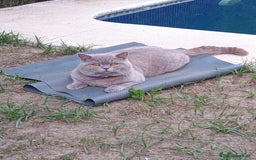 Británico de Pelo Corto gatos para monta: Monta - Imagen 1