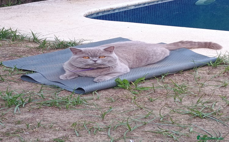 Británico de Pelo Corto gatos - Anuncio 1