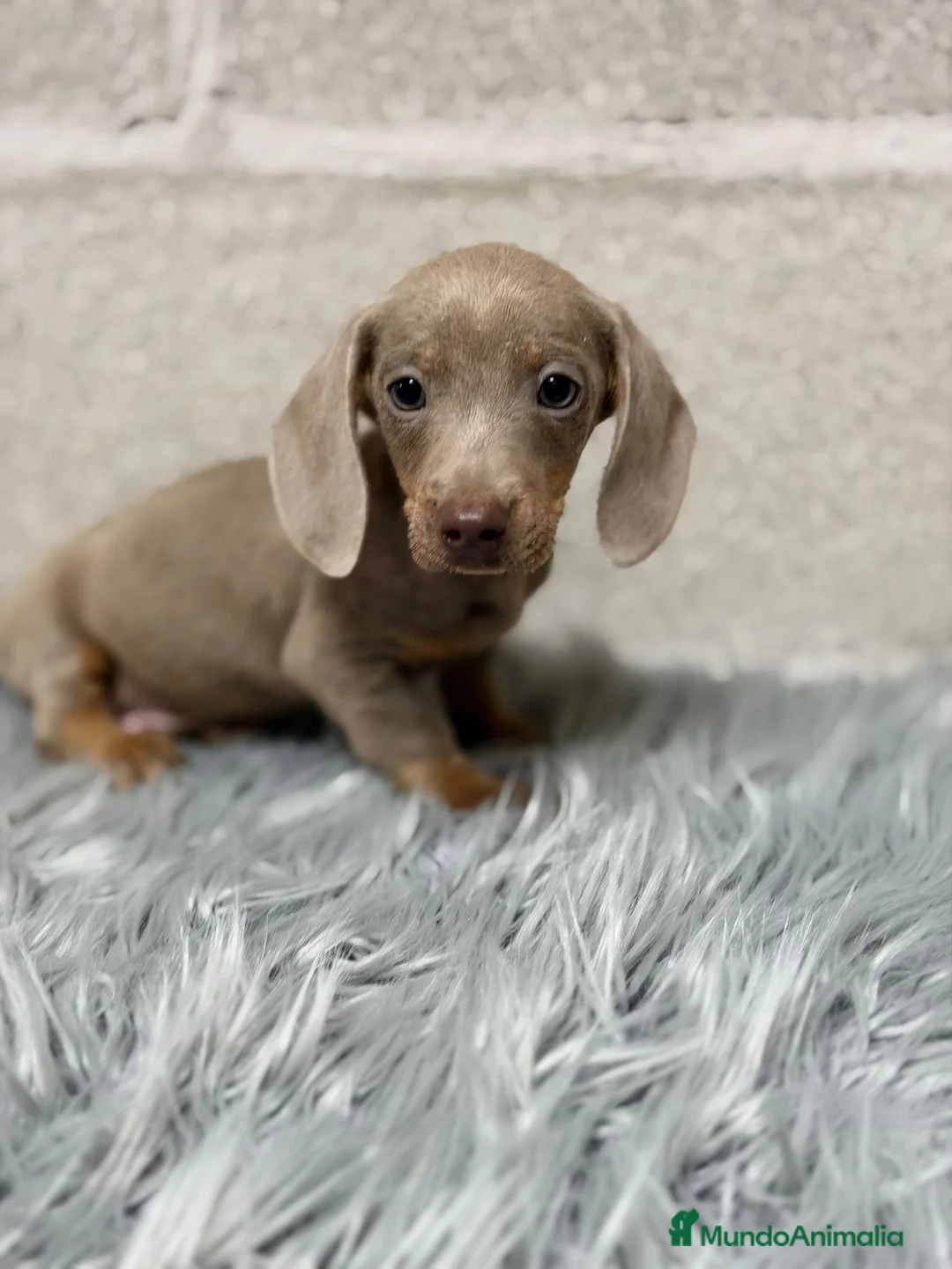 Teckel Miniatura perros en venta: TECKEL ISABELLA - Anuncio 3