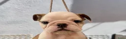 Bulldog Inglés perros en venta: Hembras de bulldog francés  - Anuncio 12