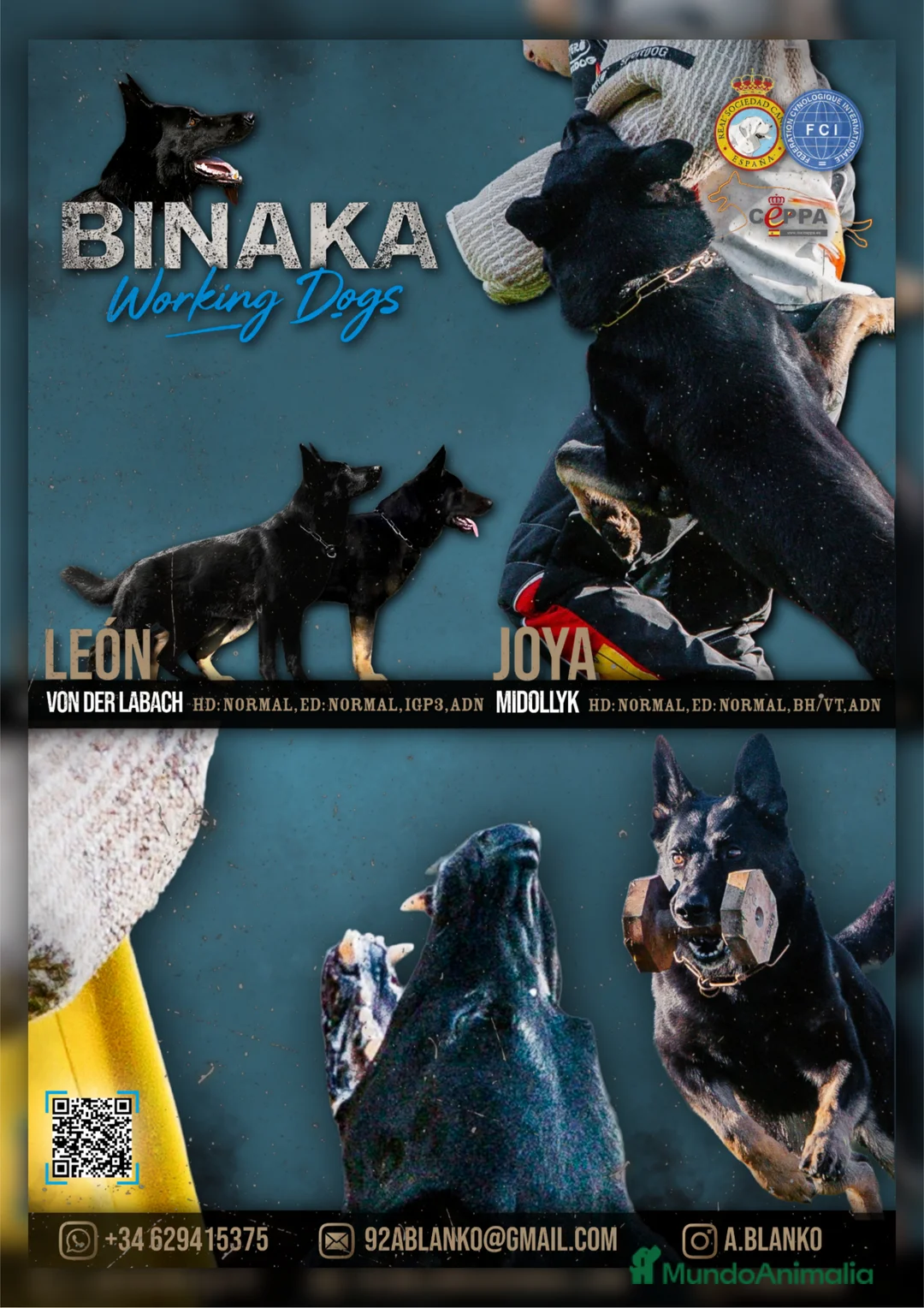 Pastor Alemán perros en venta: León von der Labach X Joya Midollyk  - Anuncio 1